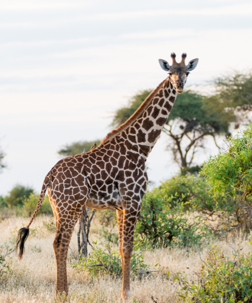 Untitled design (14)